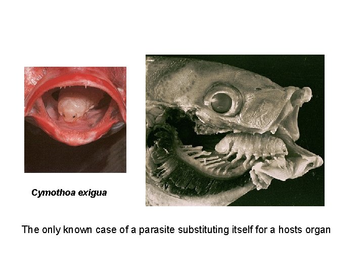 Cymothoa exigua The only known case of a parasite substituting itself for a hosts