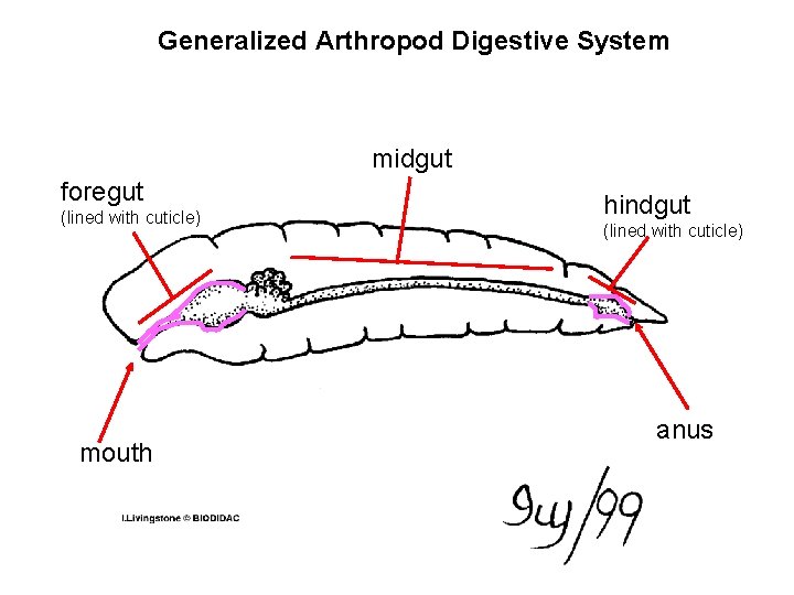 Generalized Arthropod Digestive System midgut foregut (lined with cuticle) mouth hindgut (lined with cuticle)