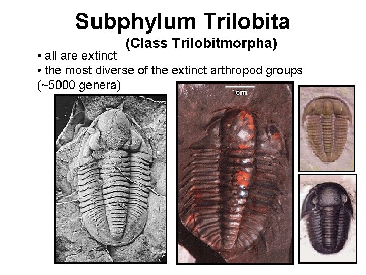 Subphylum Trilobita (Class Trilobitmorpha) • all are extinct • the most diverse of the