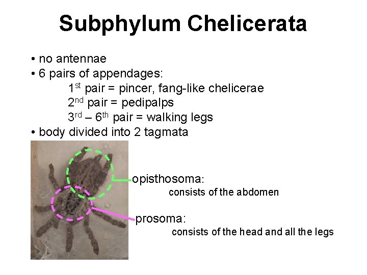 Subphylum Chelicerata • no antennae • 6 pairs of appendages: 1 st pair =