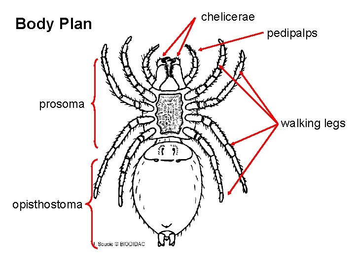 Body Plan chelicerae pedipalps prosoma walking legs opisthostoma 