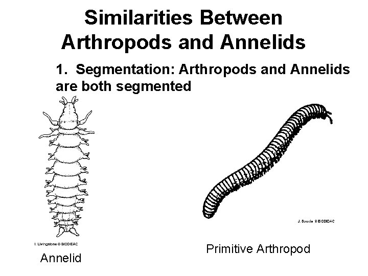 Similarities Between Arthropods and Annelids 1. Segmentation: Arthropods and Annelids are both segmented Annelid