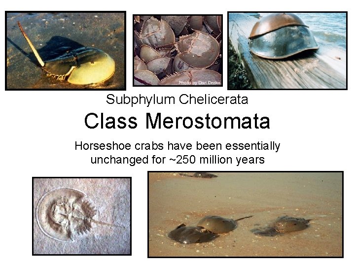 Subphylum Chelicerata Class Merostomata Horseshoe crabs have been essentially unchanged for ~250 million years