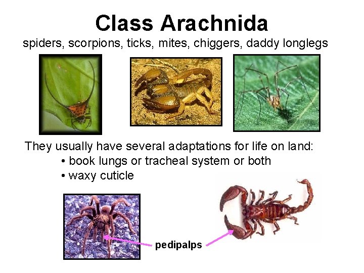 Class Arachnida spiders, scorpions, ticks, mites, chiggers, daddy longlegs They usually have several adaptations