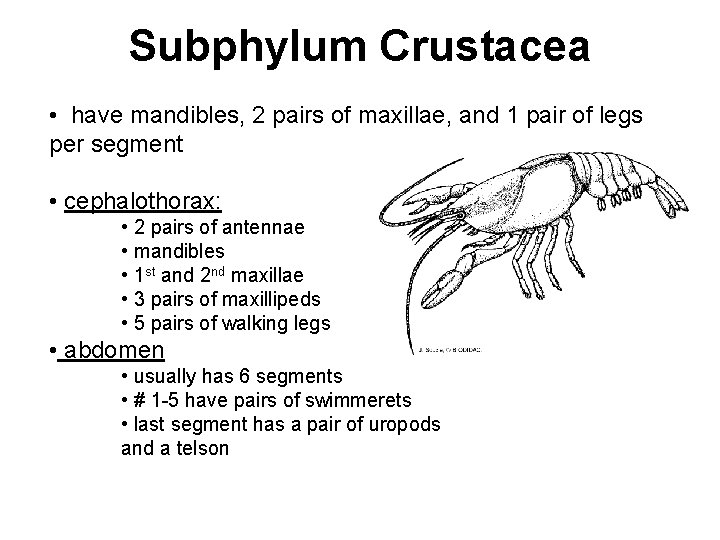 Subphylum Crustacea • have mandibles, 2 pairs of maxillae, and 1 pair of legs