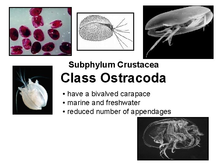 Subphylum Crustacea Class Ostracoda • have a bivalved carapace • marine and freshwater •