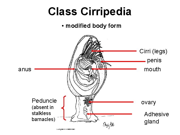 Class Cirripedia • modified body form Cirri (legs) penis mouth anus Peduncle (absent in