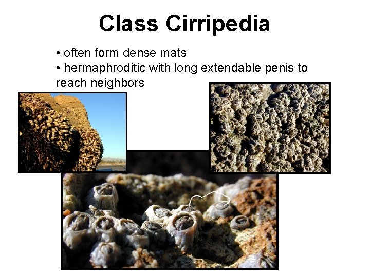 Class Cirripedia • often form dense mats • hermaphroditic with long extendable penis to