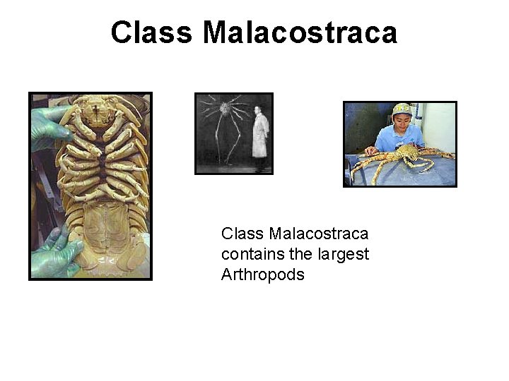 Class Malacostraca contains the largest Arthropods 