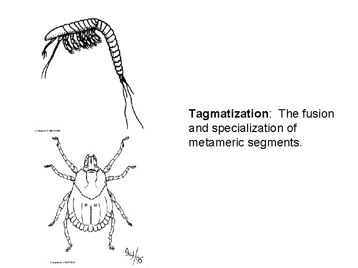 Tagmatization: The fusion and specialization of metameric segments. 