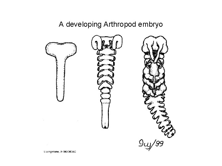 A developing Arthropod embryo 