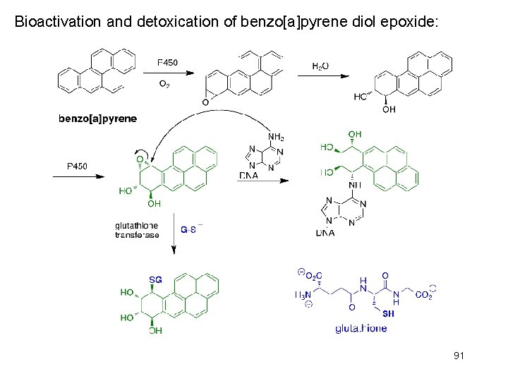 Bioactivation and detoxication of benzo[a]pyrene diol epoxide: 91 