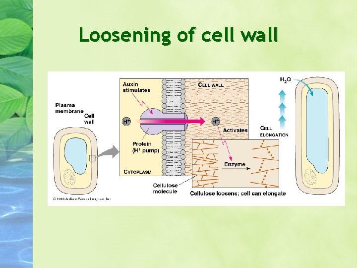 Loosening of cell wall Loosening of cell wall
