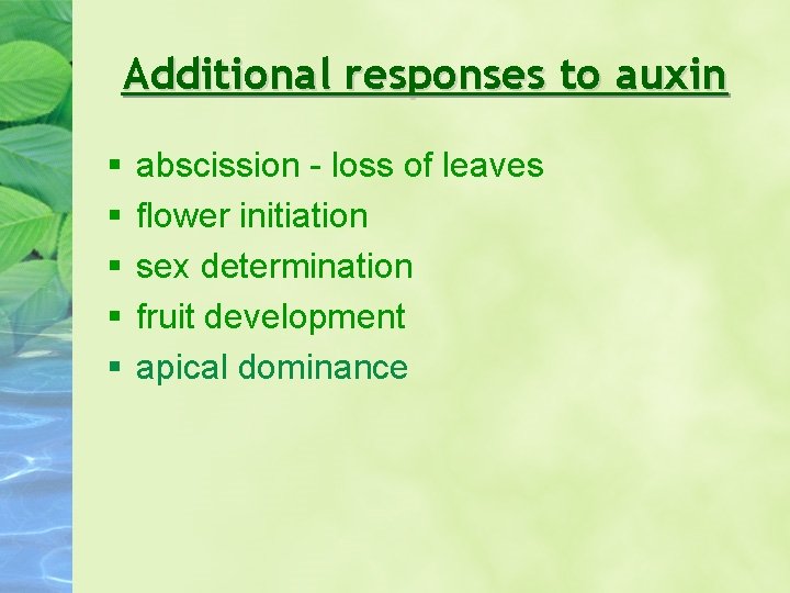 Additional responses to auxin § § § abscission - loss of leaves flower initiation Additional responses to auxin § § § abscission - loss of leaves flower initiation