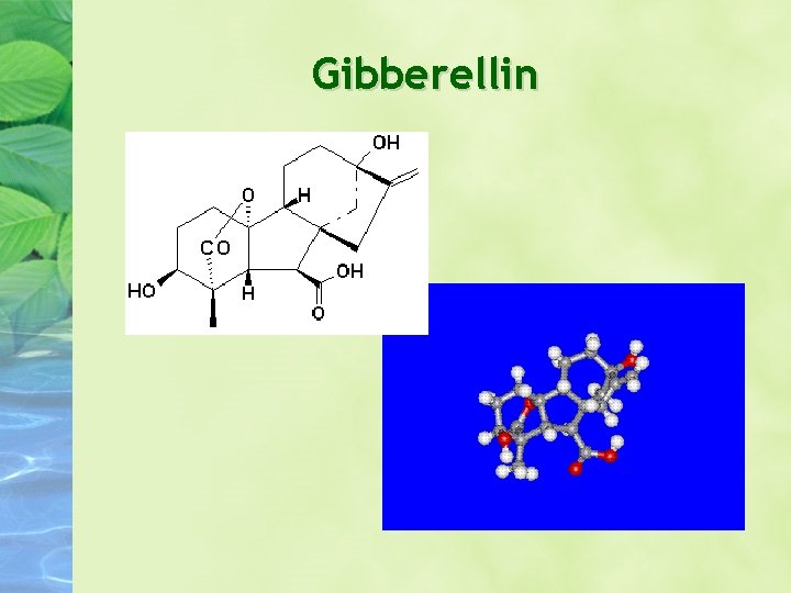Gibberellin Gibberellin