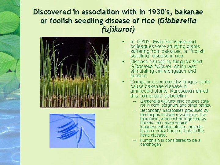 Discovered in association with In 1930's, bakanae or foolish seedling disease of rice (Gibberella Discovered in association with In 1930's, bakanae or foolish seedling disease of rice (Gibberella