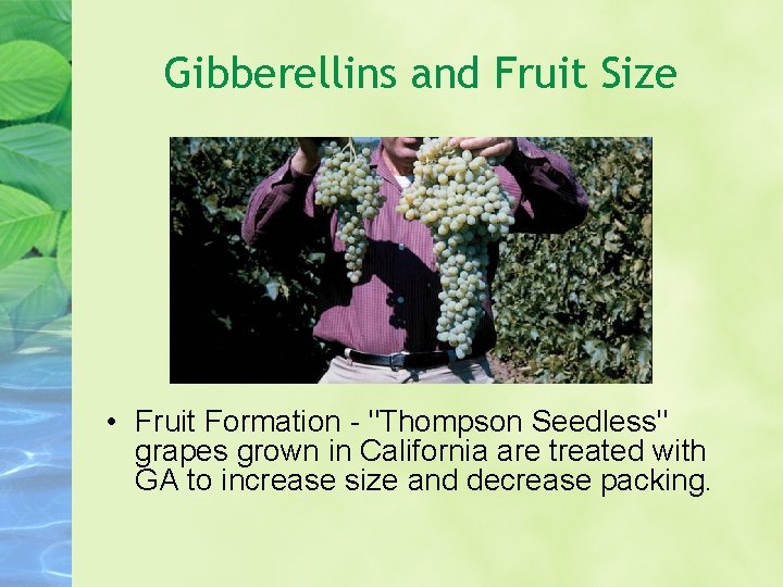 Gibberellins and Fruit Size • Fruit Formation - "Thompson Seedless" grapes grown in California Gibberellins and Fruit Size • Fruit Formation - "Thompson Seedless" grapes grown in California