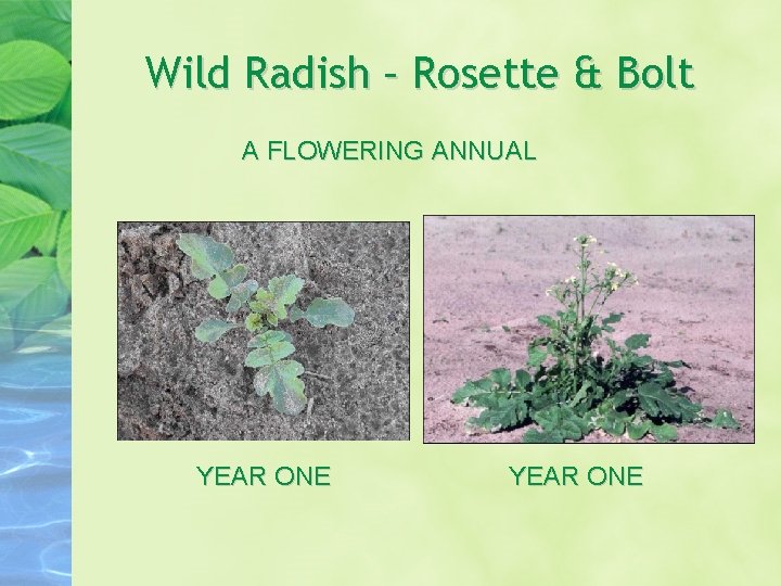 Wild Radish – Rosette & Bolt A FLOWERING ANNUAL YEAR ONE Wild Radish – Rosette & Bolt A FLOWERING ANNUAL YEAR ONE