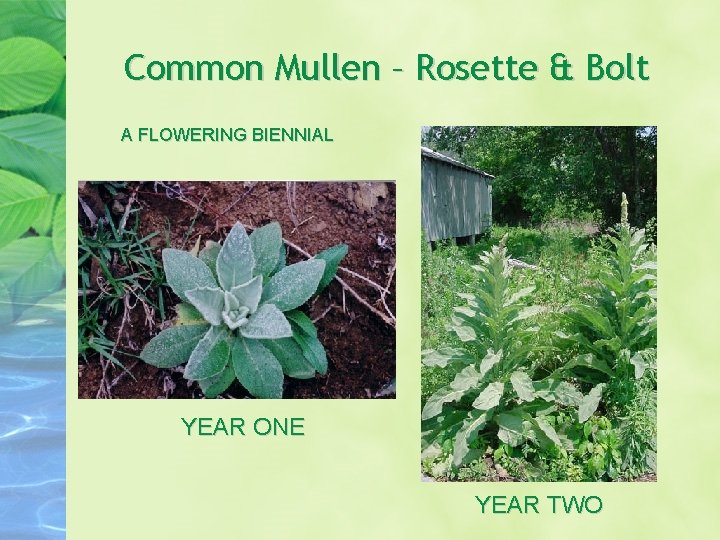 Common Mullen – Rosette & Bolt A FLOWERING BIENNIAL YEAR ONE YEAR TWO Common Mullen – Rosette & Bolt A FLOWERING BIENNIAL YEAR ONE YEAR TWO