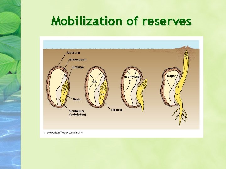Mobilization of reserves Mobilization of reserves