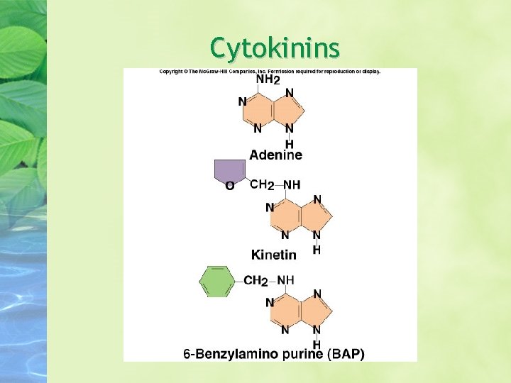 Cytokinins Cytokinins