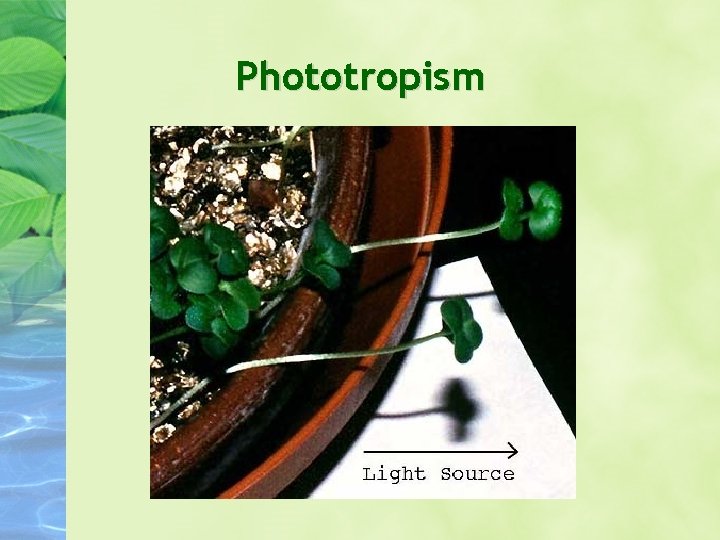 Phototropism Phototropism