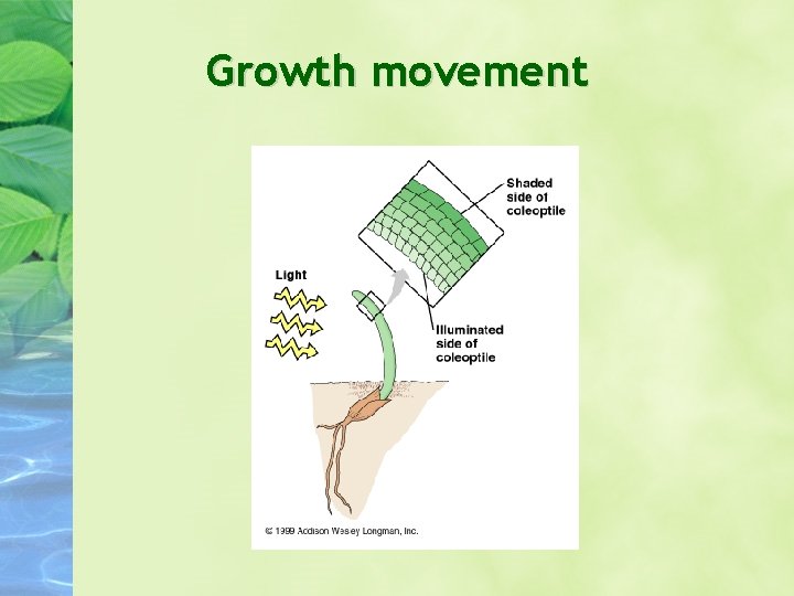 Growth movement Growth movement