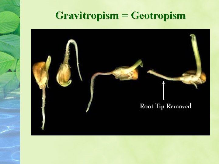 Gravitropism = Geotropism Gravitropism = Geotropism