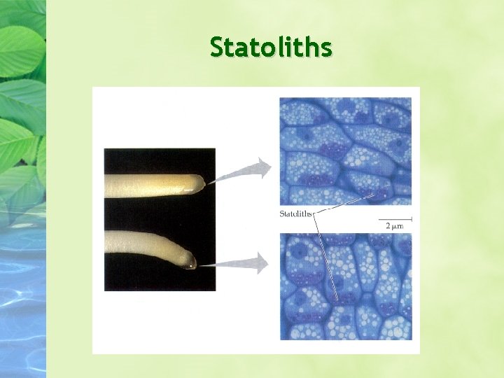 Statoliths Statoliths