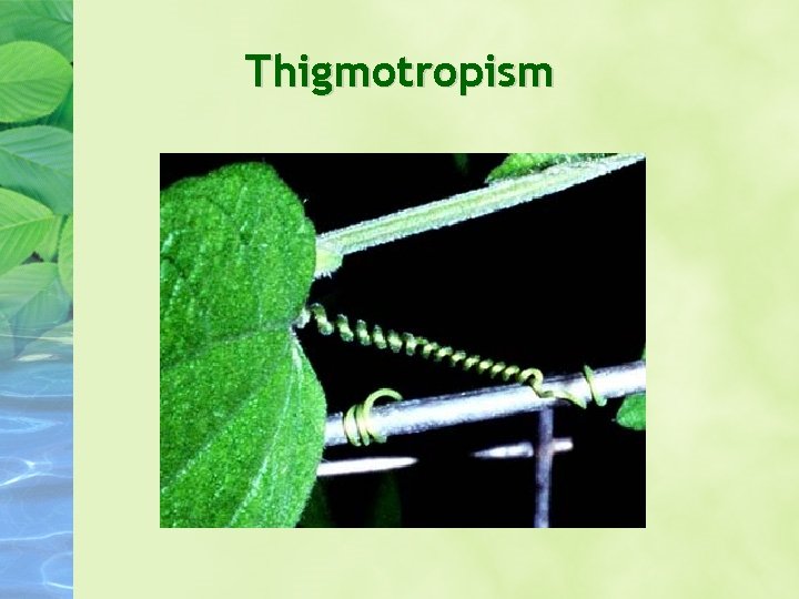 Thigmotropism Thigmotropism