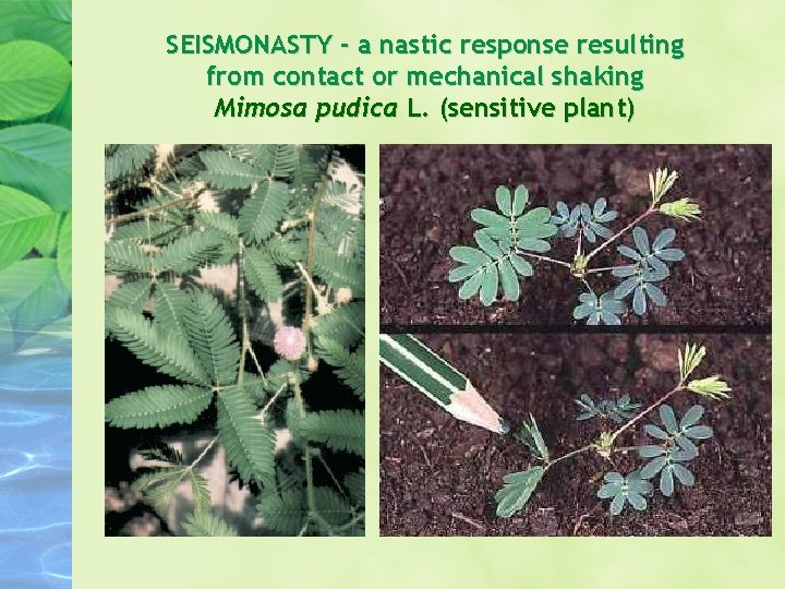 SEISMONASTY - a nastic response resulting from contact or mechanical shaking Mimosa pudica L. SEISMONASTY - a nastic response resulting from contact or mechanical shaking Mimosa pudica L.