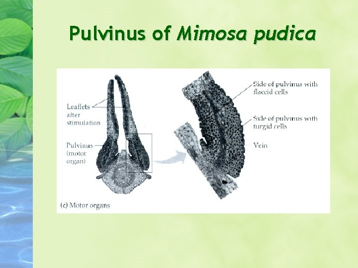 Pulvinus of Mimosa pudica Pulvinus of Mimosa pudica
