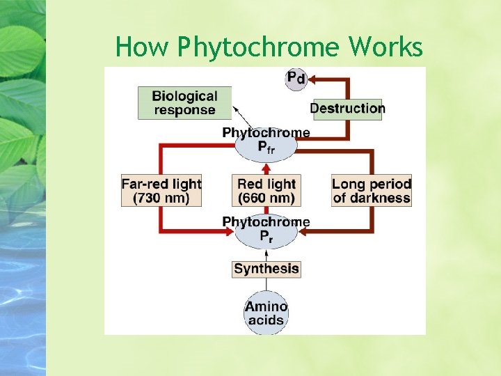 How Phytochrome Works How Phytochrome Works