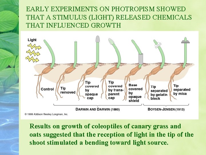 EARLY EXPERIMENTS ON PHOTROPISM SHOWED THAT A STIMULUS (LIGHT) RELEASED CHEMICALS THAT INFLUENCED GROWTH EARLY EXPERIMENTS ON PHOTROPISM SHOWED THAT A STIMULUS (LIGHT) RELEASED CHEMICALS THAT INFLUENCED GROWTH