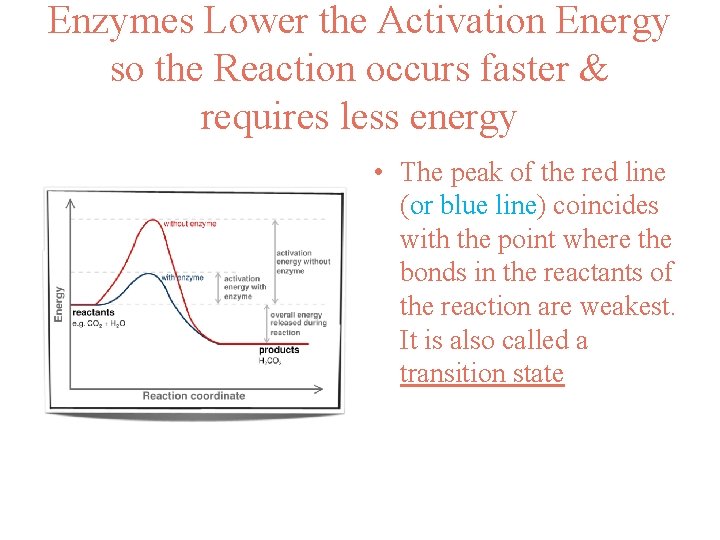 Enzymes Lower the Activation Energy so the Reaction occurs faster & requires less energy