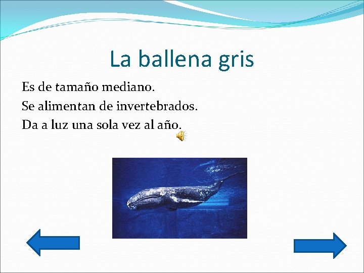 La ballena gris Es de tamaño mediano. Se alimentan de invertebrados. Da a luz