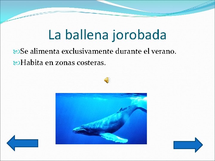 La ballena jorobada Se alimenta exclusivamente durante el verano. Habita en zonas costeras. 
