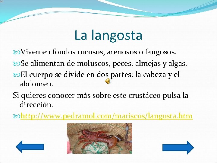 La langosta Viven en fondos rocosos, arenosos o fangosos. Se alimentan de moluscos, peces,