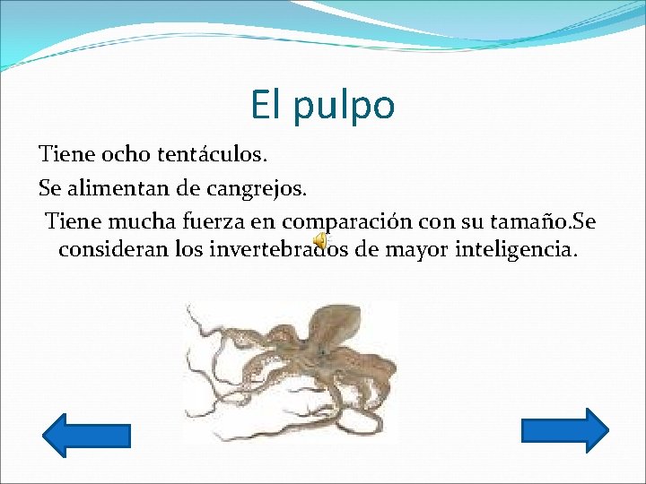 El pulpo Tiene ocho tentáculos. Se alimentan de cangrejos. Tiene mucha fuerza en comparación