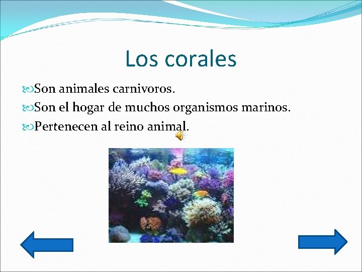 Los corales Son animales carnivoros. Son el hogar de muchos organismos marinos. Pertenecen al
