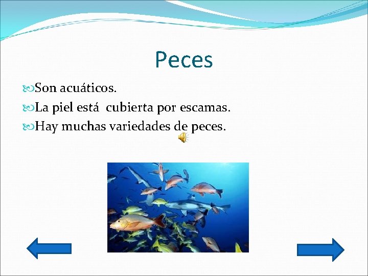 Peces Son acuáticos. La piel está cubierta por escamas. Hay muchas variedades de peces.