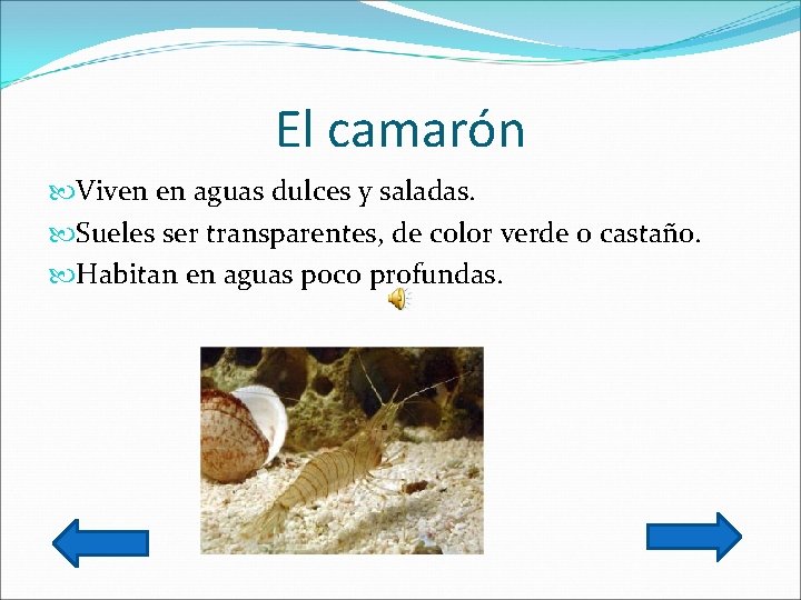 El camarón Viven en aguas dulces y saladas. Sueles ser transparentes, de color verde