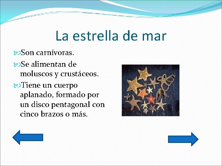 La estrella de mar Son carnívoras. Se alimentan de moluscos y crustáceos. Tiene un