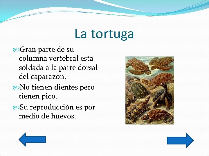 La tortuga Gran parte de su columna vertebral esta soldada a la parte dorsal