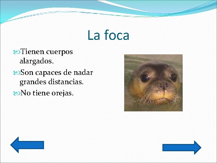 La foca Tienen cuerpos alargados. Son capaces de nadar grandes distancias. No tiene orejas.