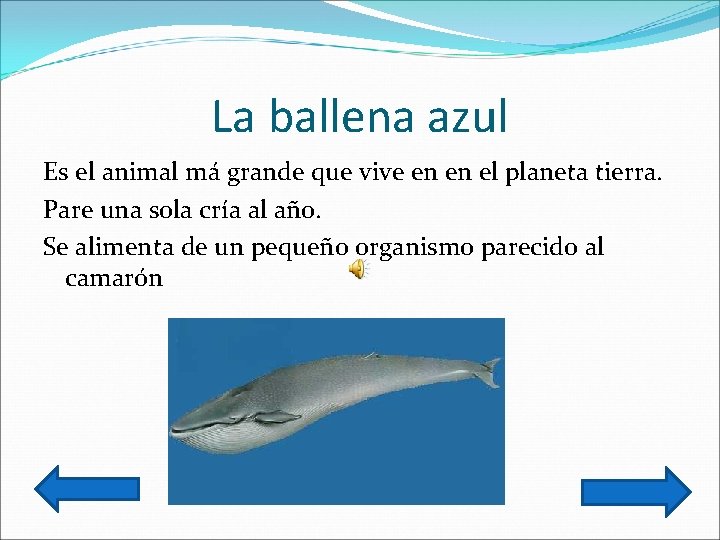 La ballena azul Es el animal má grande que vive en en el planeta