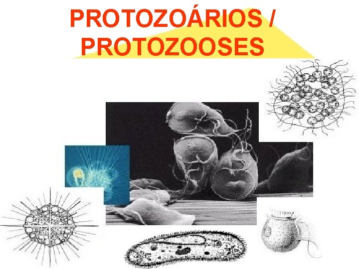 PROTOZOÁRIOS / PROTOZOOSES 