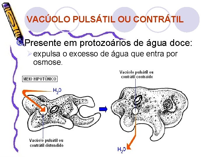 VACÚOLO PULSÁTIL OU CONTRÁTIL Presente em protozoários de água doce: Øexpulsa o excesso de