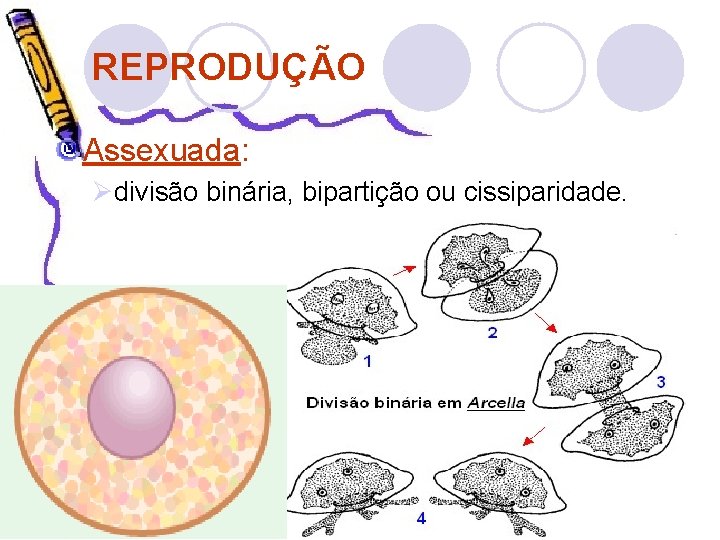 REPRODUÇÃO Assexuada: Ødivisão binária, bipartição ou cissiparidade. 