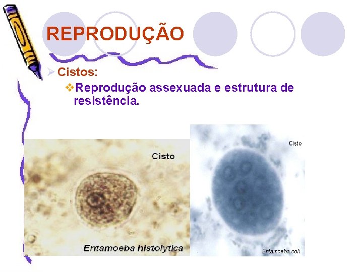 REPRODUÇÃO Ø Cistos: v. Reprodução assexuada e estrutura de resistência. www. bioloja. com 